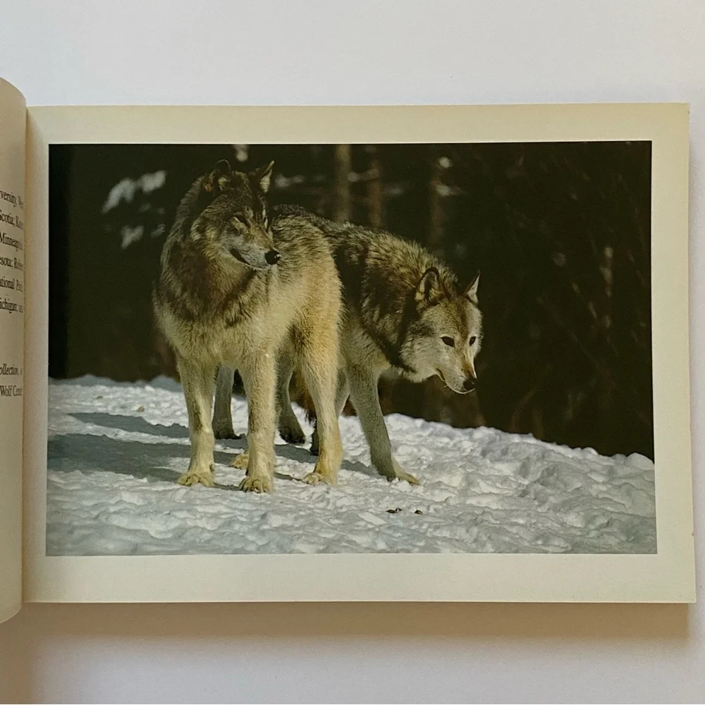 Wolves Postcard Collection Vintage 1990 International Wild Center Set Of  Pics